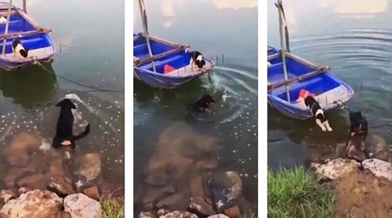 Собака прыгнула  воду, чтобы спасти боящегося плавать щенка