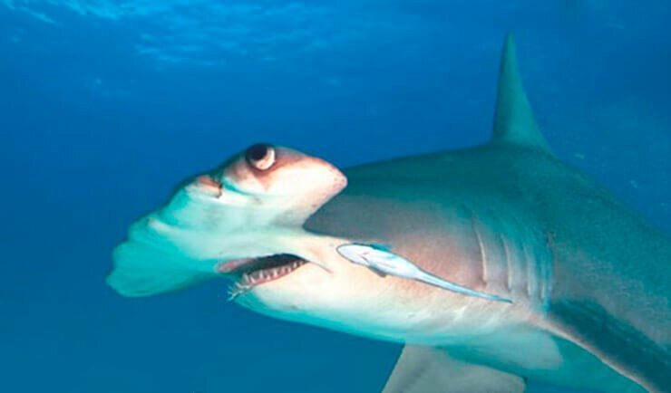 Огромная акула-молот появилась из глубин и набросилась на добычу рыбака, которую он держал в руках