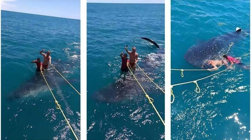Двое мужчин изрядно разозлили интернет-пользователей снимком с «серфингом» на китовой акуле