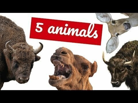 5 самых интересных животных Республики Алтай