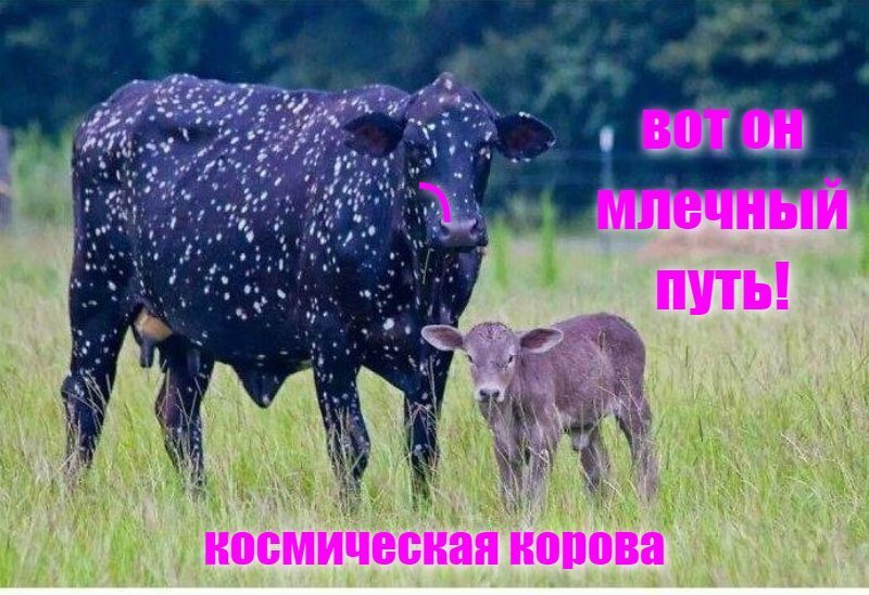 космическая корова