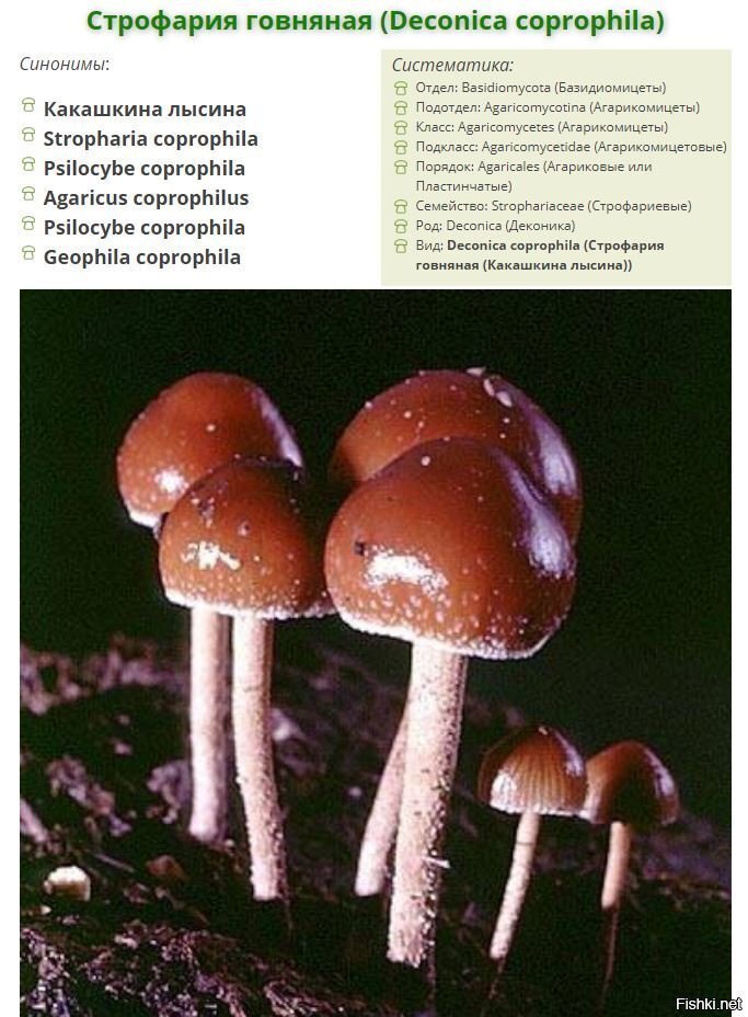 Солянка