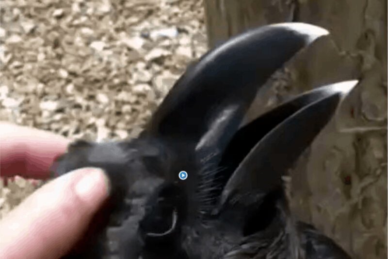 Кролик или ворон? Пользователи Сети гадают над новой оптической иллюзией