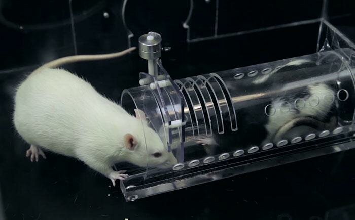 Учёные доказали, что крысы сопереживают друг другу, но делают это выборочно