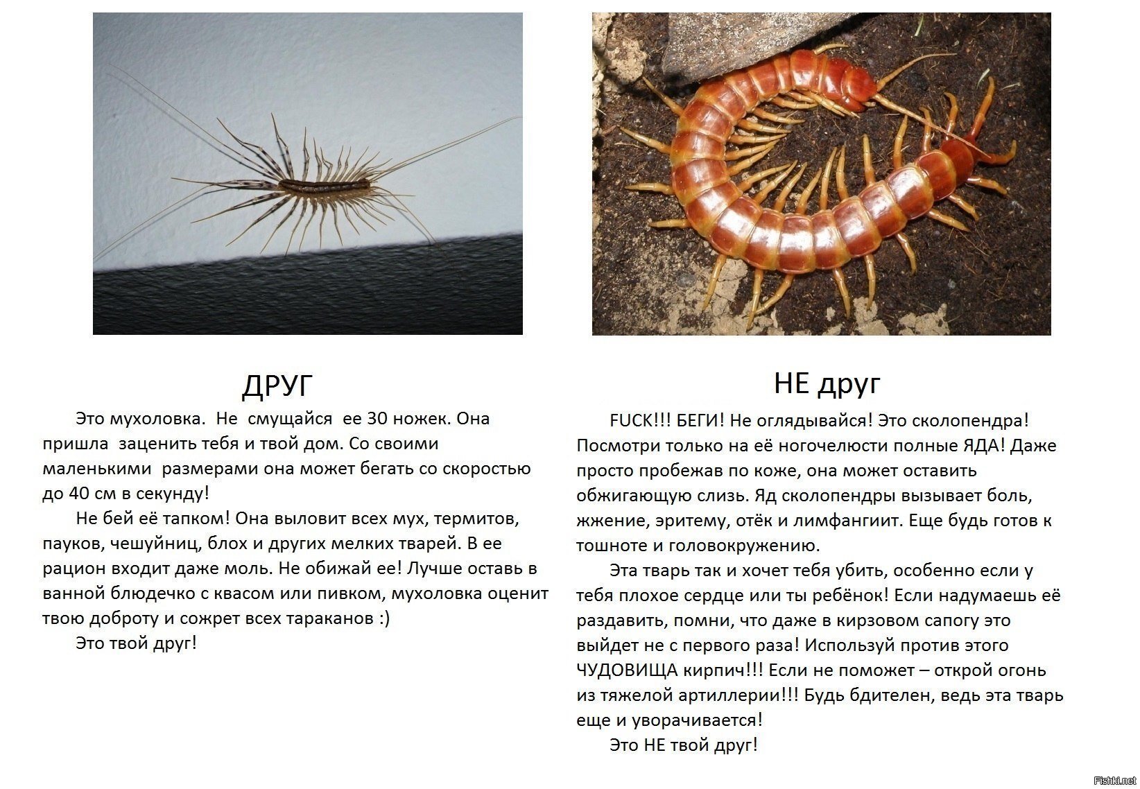 Мухоловка и сколопендра