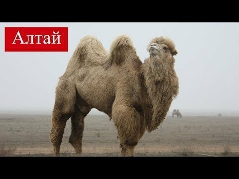 Пытаюсь накормить верблюдов Кош Агача в Горном Алтае