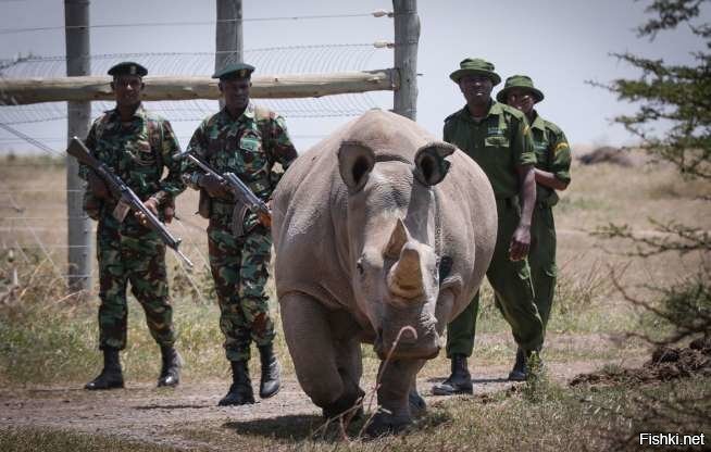 В Кении у двух последних самок вымирающего подвида северного белого носорога ...