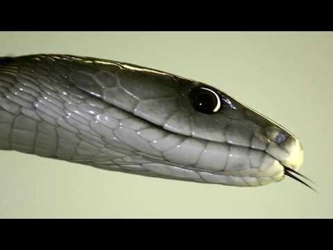 Черная мамба - самая быстрая змея