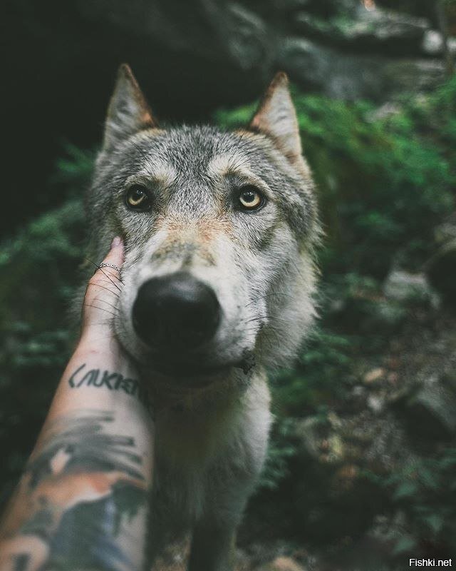 Солянка