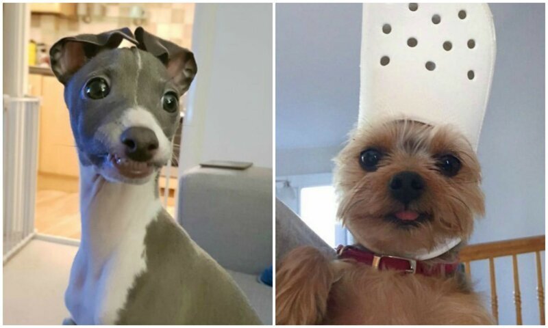Пользователей попросили поделиться последним фото их собаки в телефоне - и это слишком мило!