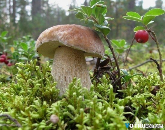 Солянка