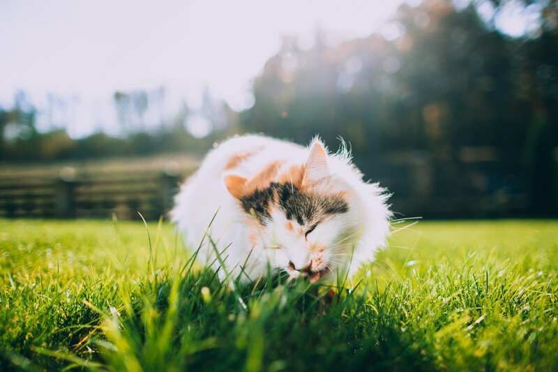 Почему кошки любят есть траву?