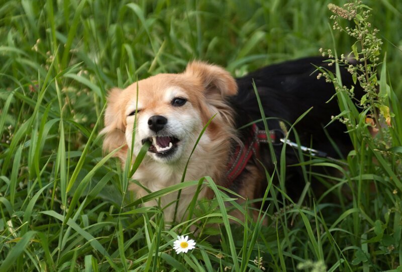 Почему собака ест во время прогулки траву?