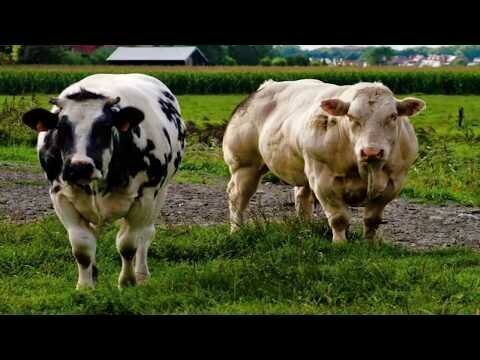 Самая мускулистая порода коров
