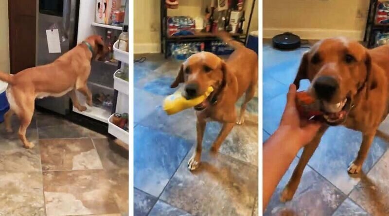 Умный пёс помог владельцу приготовить бутерброд, вытащив из холодильника все необходимые ингредиенты