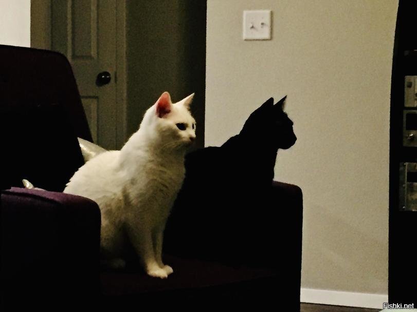 Чёрный кот выглядит как тень от белого кота