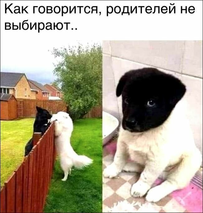 Прикольные картинки