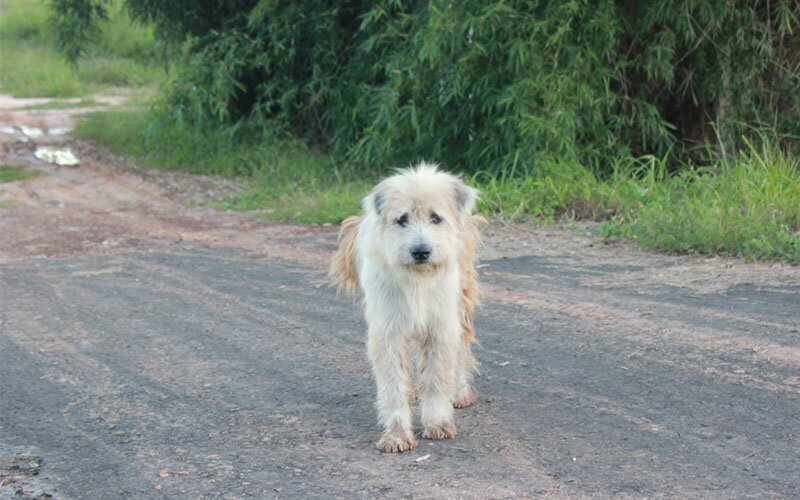 В Таиланде собака четыре года ждала свою хозяйку на перекрестке