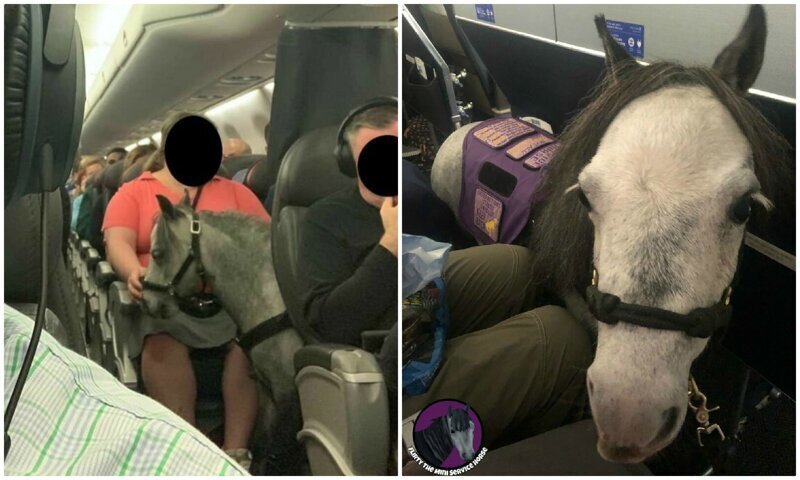 В салоне пассажирского самолета прокатилась лошадь