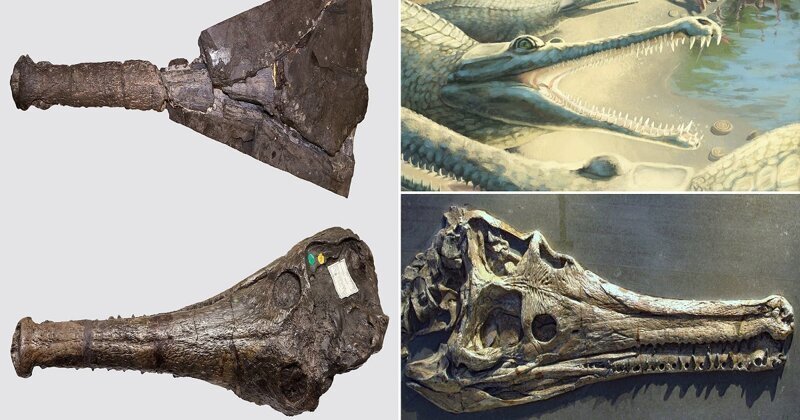 Ученые идентифицировали доисторического крокодила спустя 250 лет после находки