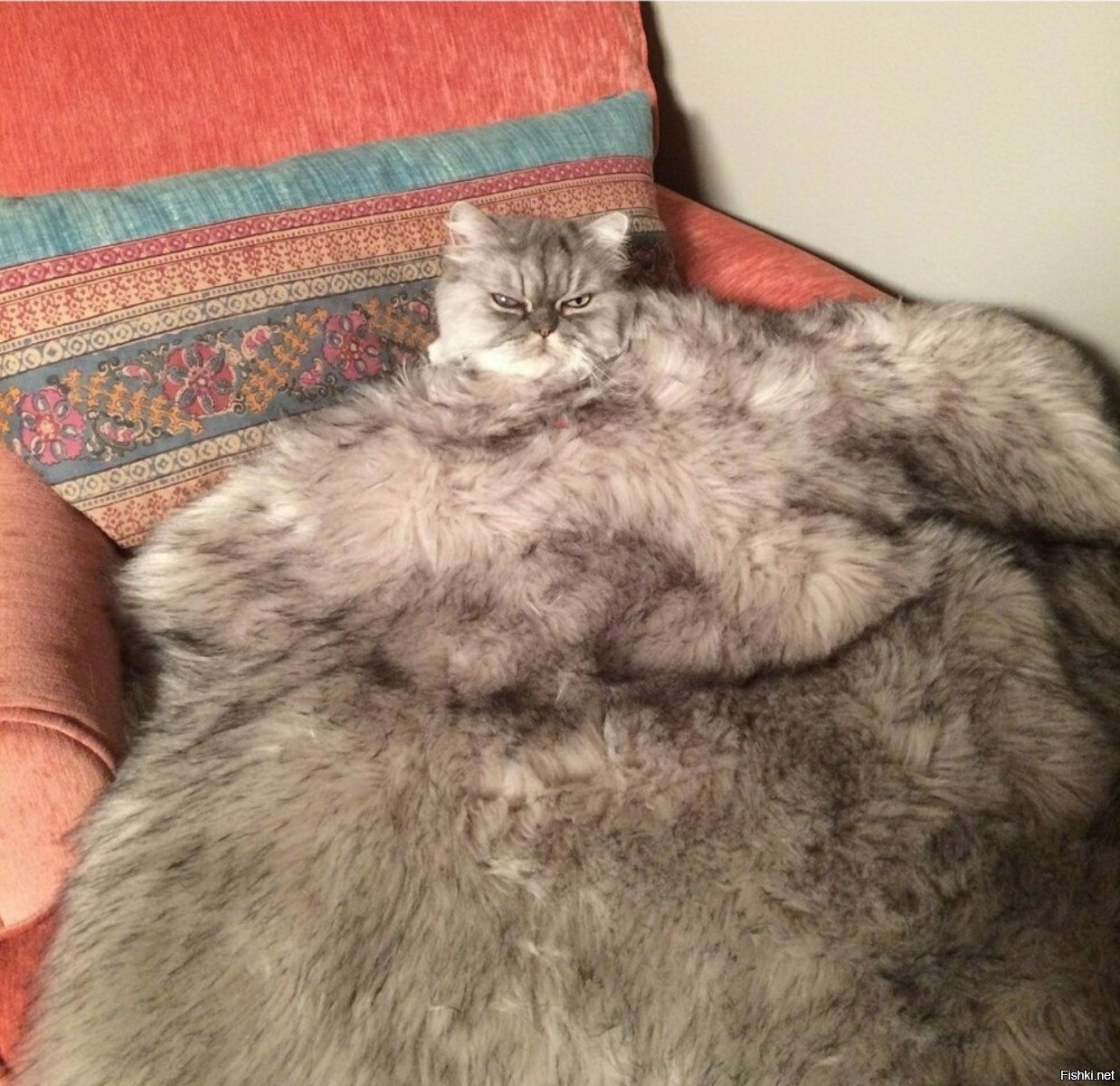 кота должно бвть много