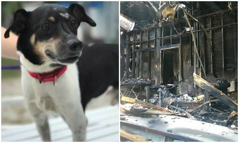 Храбрый пес спас хозяев от пожара, пожертвовав своей жизнью