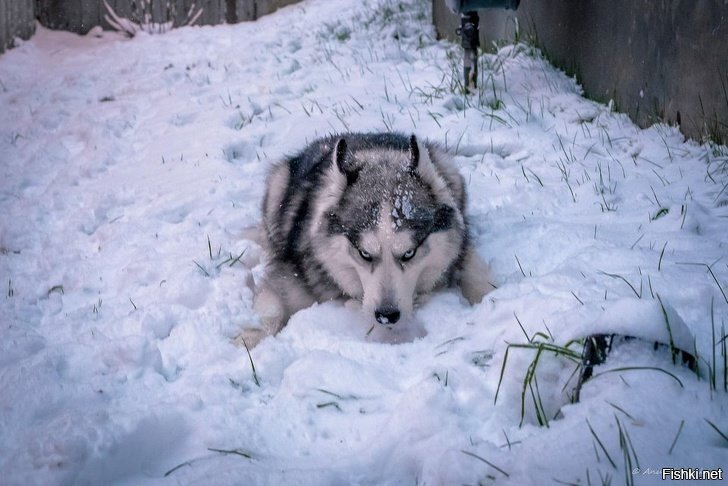 Солянка