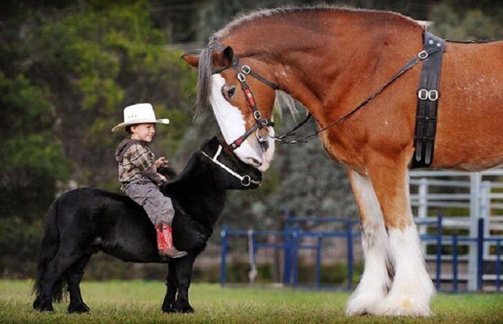Уберите детей от экранов: мимими мини-лошади