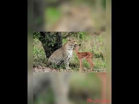 Леопард сохранил жизнь антилопе и заботился о ней