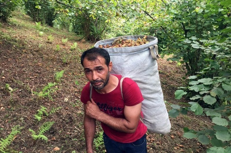 На плантациях орехов в Турции эксплуатируют детей. Часть этих орехов попадает в "Нутеллу"