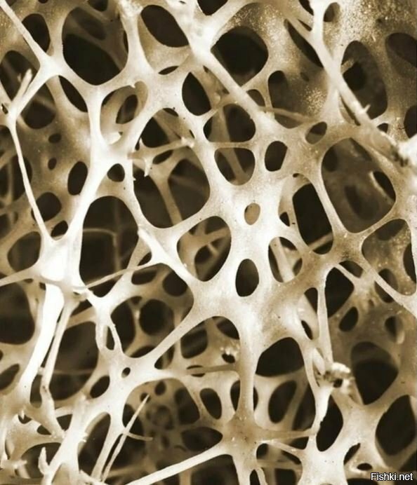 Кость человеческой голени под микроскопом