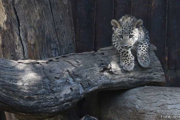 Молодой Персидский леопард в зоопарке в Мадриде
