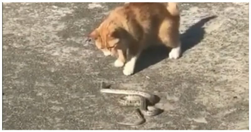 В Волгограде кот ловко расправился с попавшейся ему на пути змеей