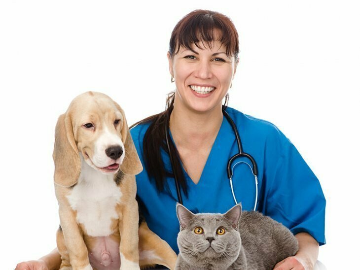 Из жизни ветеринара: У меня собака лысеет