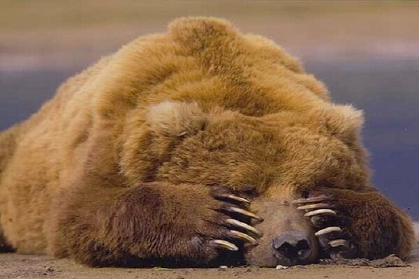 Почему медведь зимой спит?  Текст песни и факты из жизни