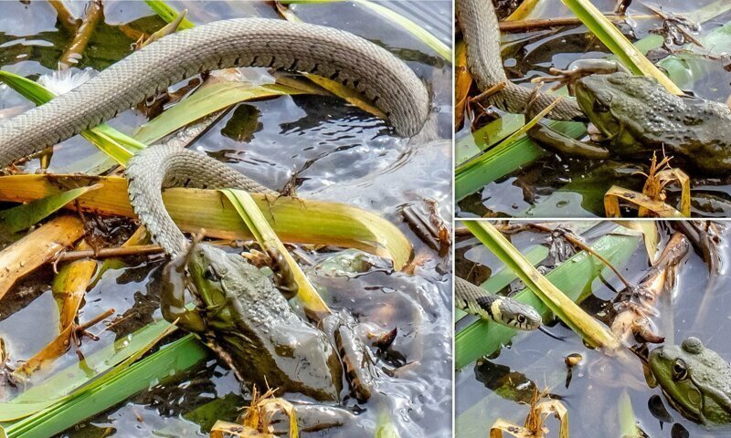 Голодная лягушка ошиблась с выбором добычи и попыталась съесть змею