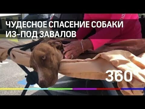 Собака месяц жила под завалами после урагана