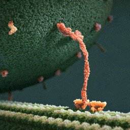 Молекулы белка миозина шагают по актиновой нити, таща за собой шар эндорфина ...