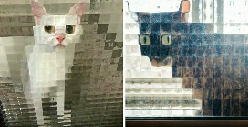 15 случаев, когда рифлёные стёкла в доме превращали котов в произведения сюрреалистов