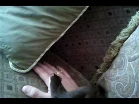 Ручная ласка  зверюга страшная 