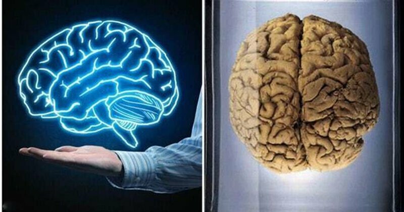 Подборка интересных фактов о человеческом мозге
