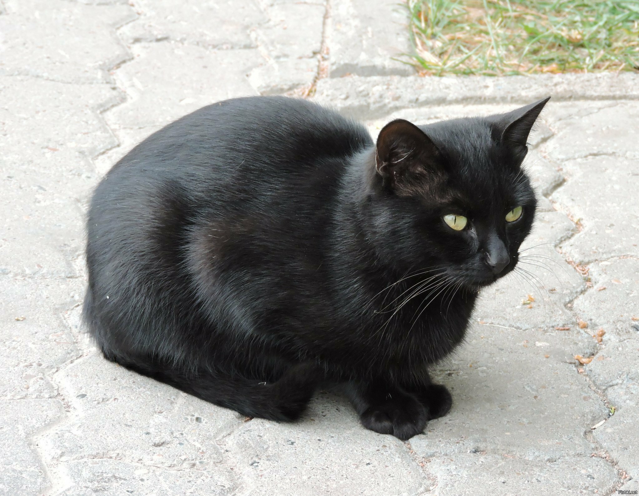 Камышинский чёрный Кот