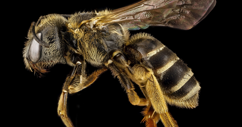 Пчелы признаны самыми важными существами на Земле