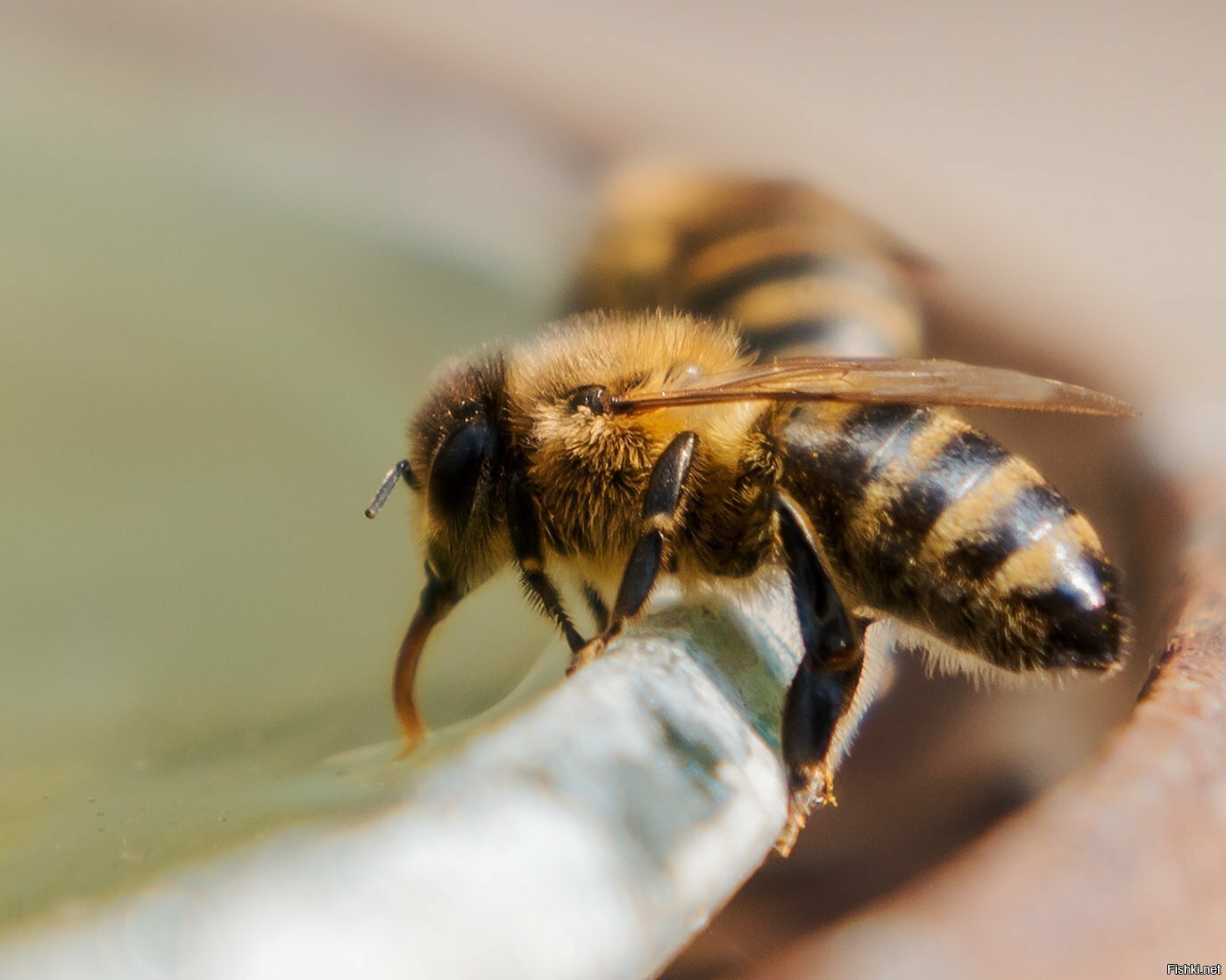 Присматриваю за пчелами (по просьбе), иногда фотографирую )) На фото пчелы-во...