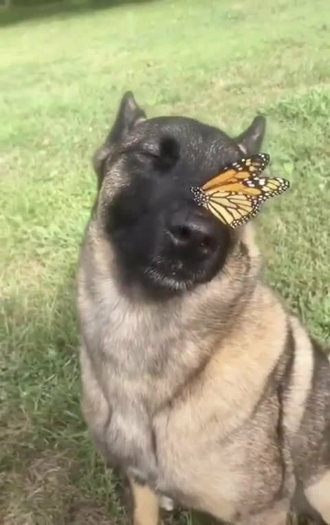 Пёс и бабочка