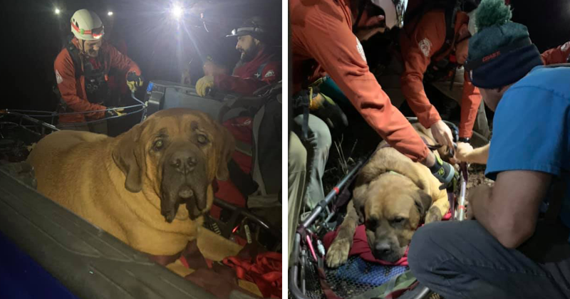 Спасатели пришли на помощь 86-килограммовому мастифу, выбившемуся из сил в горах