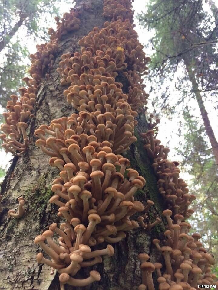 Солянка