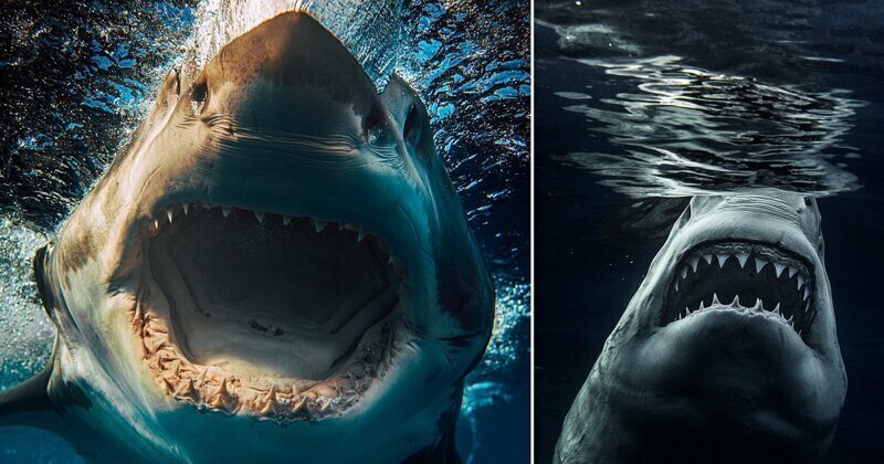 Фотоохота на акул: потрясающие снимки самого опасного хищника океана