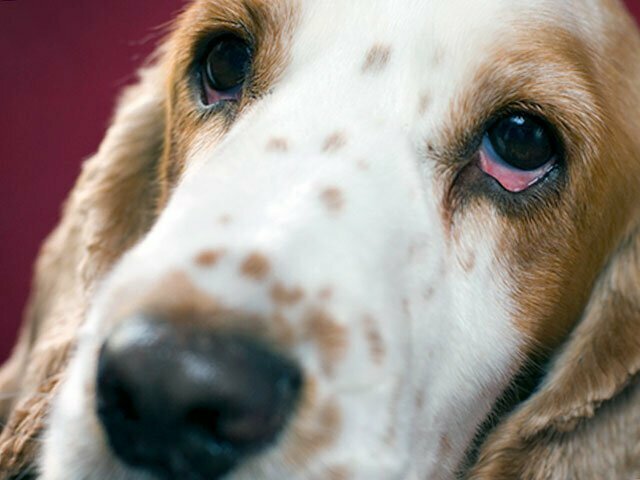 Тревожный и опасный красный: почему у собаки краснеют белки глаз?
