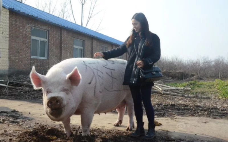 В Китае начали растить свиней размером с белого медведя?